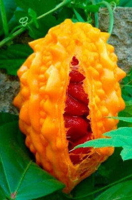 DIVINE BITTERGOURD Seed(90 per packet)