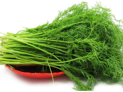 CYBEXIS Fennel Seeds Spring Sowing Wonderful700 Seeds Seed(700 per packet)