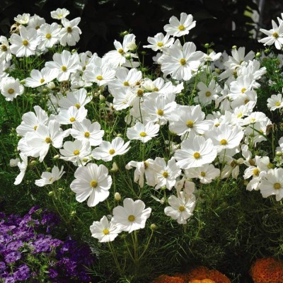 CYBEXIS Cosmos bipinnatus 'Psyche White' Half-Hardy Annual Flower Summer Autumn Seed(50 per packet)