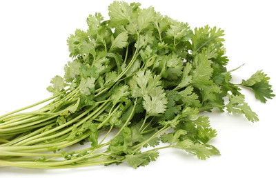 CYBEXIS GBPUT-95 - Herb Cilantro Calypso - (750 Seeds) Seed(750 per packet)