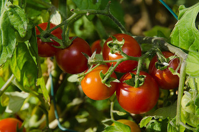 BISWAS tomato Seed(120 per packet)