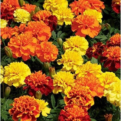 Aywal genda phool ,marigold Seed(1 per packet)