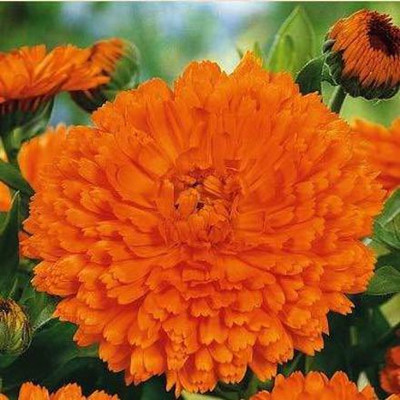 KANAYA Calendula Mix Seed(16 per packet)