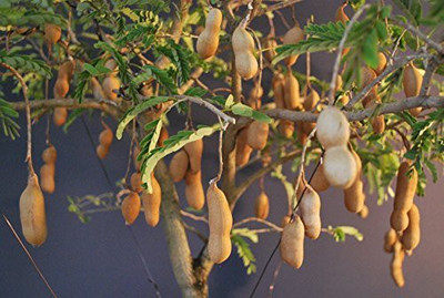 KANAYA IMLI Seed(2 per packet)