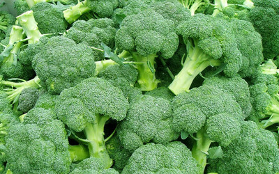 WILLVINE SYN -VIII Home Made Broccoli Seeds Hybrid Organic [2.5g] Seed(750 per packet)