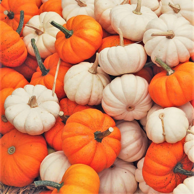 WILLVINE KGF -673 Mini Mix Pumpkin Seeds Seed(50 per packet)