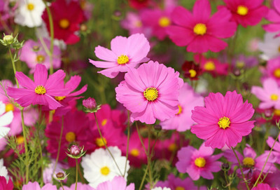 BISWAS Hybrid cosmos flower seed, Cosmos high germination Seed(40 per packet)