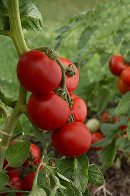 Rawmest tomato Seed(30 per packet)