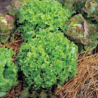 CYBEXIS Hardy Lettuce, Salad Bowl Seeds4000 Seeds Seed(4000 per packet)