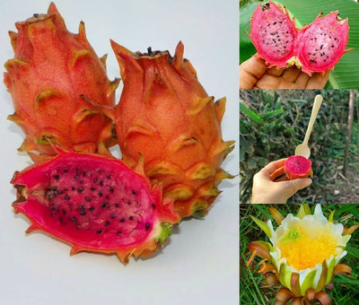 ibains Yellow dragon fruit tree seeds pack of 19 Seed(19 per packet)