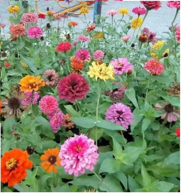 BDSresolve chandramallika/cherysanthemum flower seeds hybrid Seed(65 per packet)