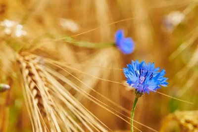 Aro Cornflower Seed(48 per packet)