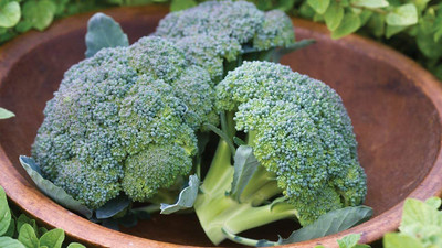 VibeX NBIR-42 - Broccoli ( Waltham 29) - (1350 Seeds) Seed(1350 per packet)