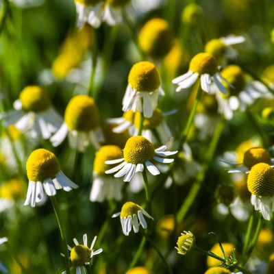 CYBEXIS TLX-75 - German Chamomile Herb - (250 Seeds) Seed(250 per packet)