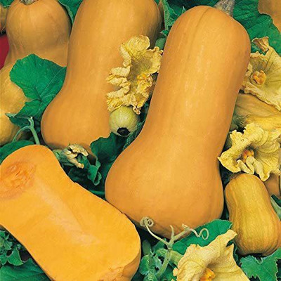 CYBEXIS Organic Squash Waltham Butternut Seeds-50 Seeds Seed(50 per packet)
