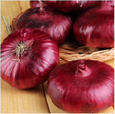 WILLVINE VNR -VII Red Cippolini Onion Seeds [10g] Seed(7500 per packet)