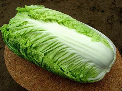 WILLVINE KGF -VIII Peking Napa Cabbage Heirloom [50g] Seed(15000 per packet)