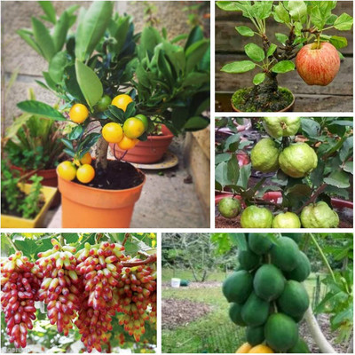 KNESSiN Dwarf Fruit Seeds Combo Grapes Guava Apple Orange Papaya Seed(50 per packet)