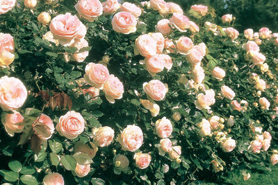 CYBEXIS XL-46 - Pink Climbing Rose - (100 Seeds) Seed(100 per packet)
