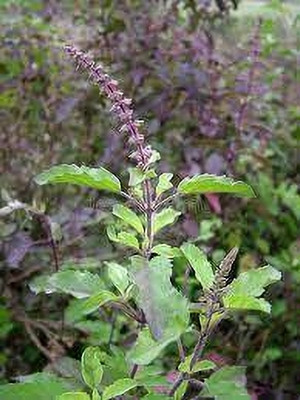 the green dotcom Rama Tulsi Seeds, Holy Basil Seed(170 per packet)