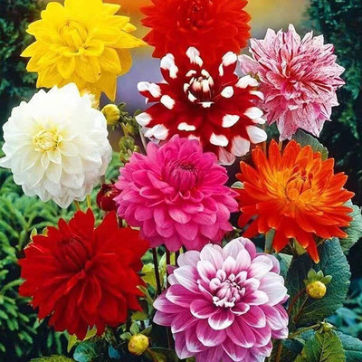 WILLVINE XLR-258 Mixed Dahlia Seeds | Non-GMO Seed(50 per packet)