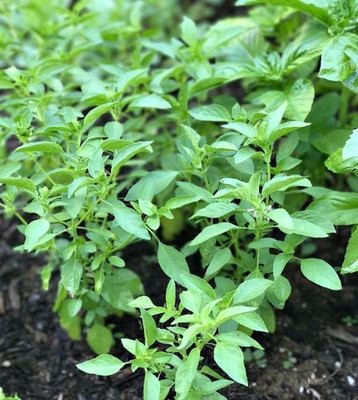 Qualtivate HUA-21 Lime Basil Seeds Seed(1000 per packet)