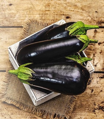 Biosnyg Brinjal Eggplant Black Beauty Seed(1000 per packet)
