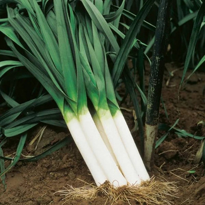 CEZIUS Leek/Green Onion Plant Seed(500 per packet)