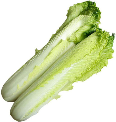 CYBEXIS Hybrid Chinese Long Cabbage Seeds2000 Seeds Seed(2000 per packet)