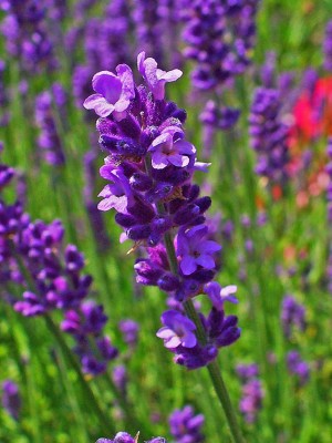 VibeX HUA-14 - English Lavender Lavandula - (250 Seeds) Seed(250 per packet)