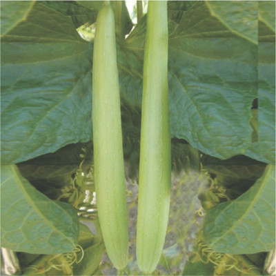 Quentova Smooth Sponge Gourd Tori-VISHVA-5F Seed(100 per packet)