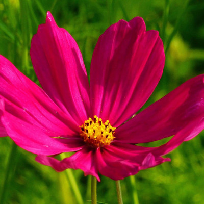CYBEXIS LXI-22 - Flower (Cosmos) - (270 Seeds) Seed(270 per packet)