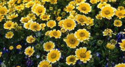 CYBEXIS LXI-39 - Chrysanthemum Garland Newly Harvested Golden - (30 Seeds) Seed(30 per packet)