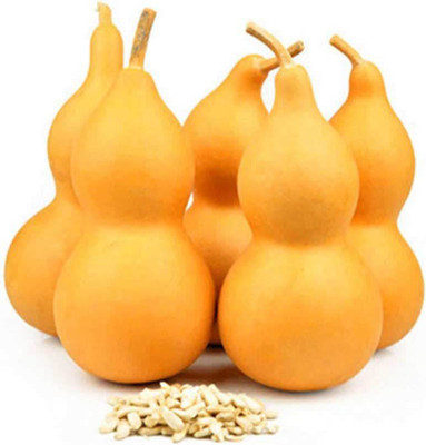 CYBEXIS Gourd Bottle Seeds400 Seeds Seed(400 per packet)