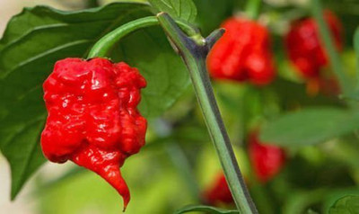 TRICONE Chilli Seed(200 per packet)