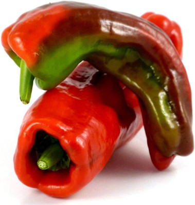 KNESSiN Hybrid Cristal Basque Pepper Vegetable Seeds for Garden-(2400 Seeds) Seed(2400 per packet)