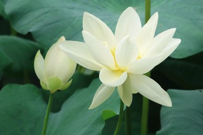 CYBEXIS GUA-15 - Bowl Lotus - (90 Seeds) Seed(90 per packet)