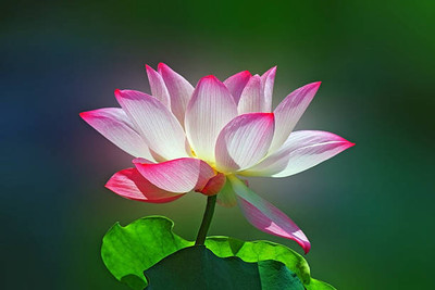 ZIXA lotus,kamal gatta Seed(10 per packet)