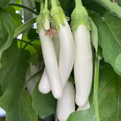 Biosnyg (BIO) White Knight Brinjal ( Seeds) Seed(5000 per packet)