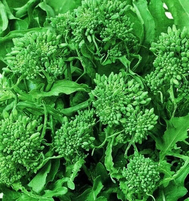 WILLVINE PUSA -IV Spring Broccoli Raab Seeds [2.5g] Seed(750 per packet)
