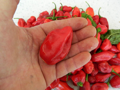 KNESSiN Disease-Resistant Naga Dorset Variety Chilli Seeds For Planting-(600 Seeds) Seed(600 per packet)