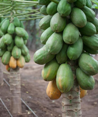 Arshiayat Hybrid F1 786 Papaya Seeds For Home Plant Seed(600 per packet)