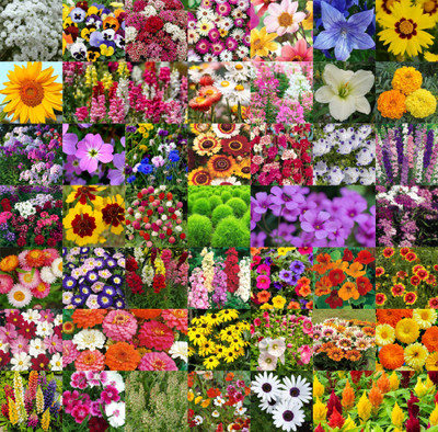 Agrey Agrey combo of 35 variety flower seeds with instruction manual. Seed(35 per packet)