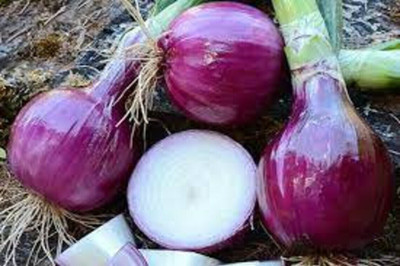 Quentova Ruby Red Onion-CTU-9T Seed(200 per packet)