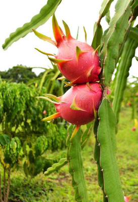 Oliver hybrid dragon fruit Seed(65 per packet)