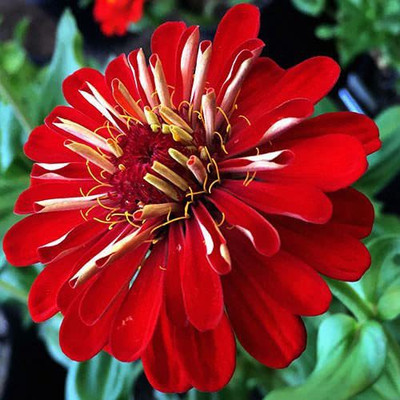 CYBEXIS NBIR-59 - Zinnia Double Giant Red Flower - (30 Seeds) Seed(30 per packet)
