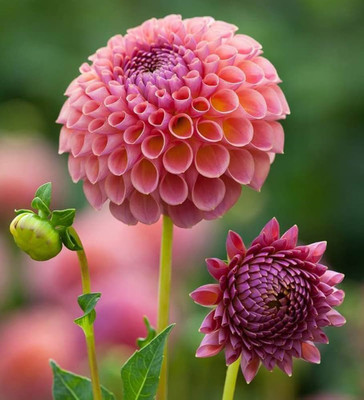 ibains Dahlia seed Seed(13 per packet)