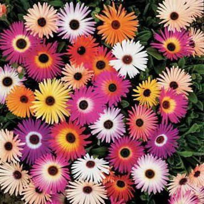 CYBEXIS HUA-82 - Harlequin Mix Livingstone Daisy Easy to Grow and Colorful - (60 Seeds) Seed(60 per packet)
