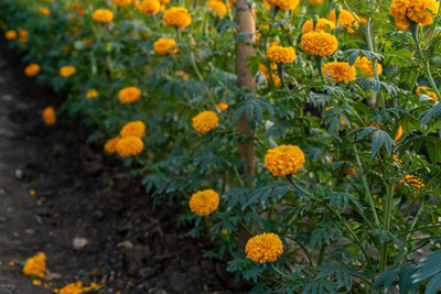 Farm agrico marigold/gende ka phool flower seeds Seed(50 per packet)