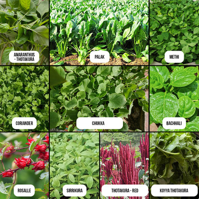 67 stores Amaranthus, Spinach, Fenugreek (Methi), Chukka, Bachhali, Roselle, Sirrikura, Red Amaranthus Seed(10 per packet)